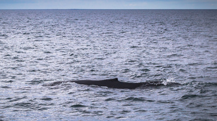 Husavik - May 07, 2018: Humpback whale in a whale-watching tour in Husavik, Iceland