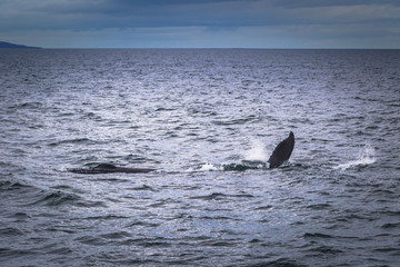 Fototapeta premium Husavik - May 07, 2018: Humpback whale in a whale-watching tour in Husavik, Iceland