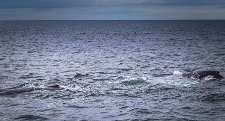 Fototapeta premium Husavik - May 07, 2018: Humpback whale in a whale-watching tour in Husavik, Iceland