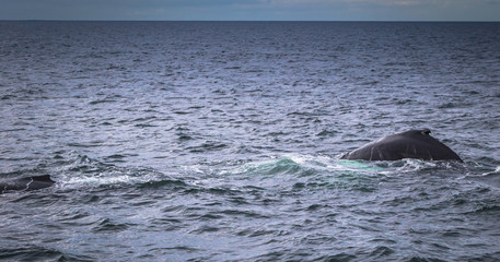 Husavik - May 07, 2018: Humpback whale in a whale-watching tour in Husavik, Iceland