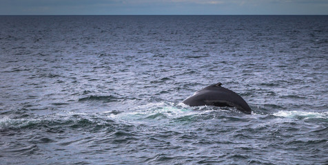 Fototapeta premium Husavik - May 07, 2018: Humpback whale in a whale-watching tour in Husavik, Iceland