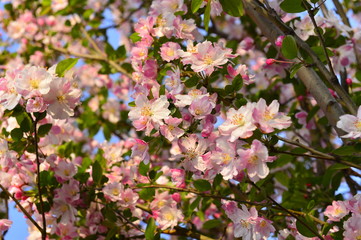 Chinese flowering crab-apple in spring