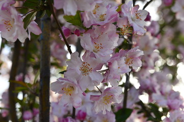 Chinese flowering crab-apple in spring