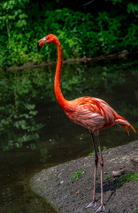 Deep Orange and White Plumage on an Isolated Pink Flamingo at the Pond