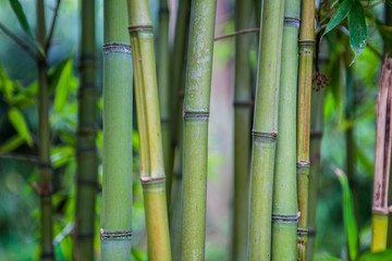Bamboo. Green bamboo forest. Bamboo stick. bamboo background