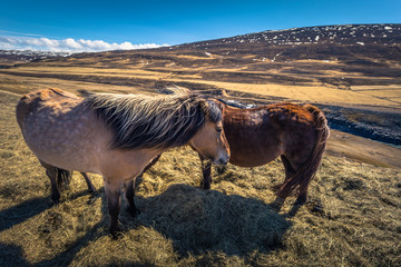 Fototapeta na wymiar Icelandic wilderness - May 06, 2018: Icelandic horses in the wilderness of Iceland