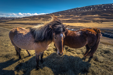 Fototapeta na wymiar Icelandic wilderness - May 06, 2018: Icelandic horses in the wilderness of Iceland