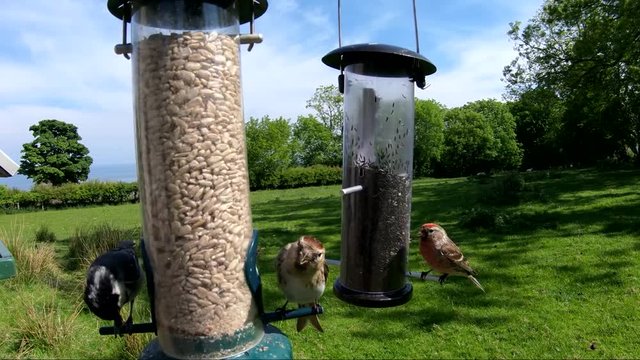 Lesses Redpol feeding from a Tube peanut seed Feeder at a bird table
