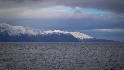 Husavik - May 07, 2018: Humpback whale in a whale-watching tour in Husavik, Iceland