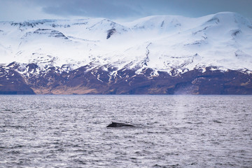 Husavik - May 07, 2018: Humpback whale in a whale-watching tour in Husavik, Iceland