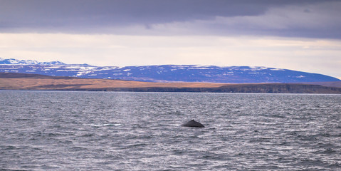 Husavik - May 07, 2018: Humpback whale in a whale-watching tour in Husavik, Iceland