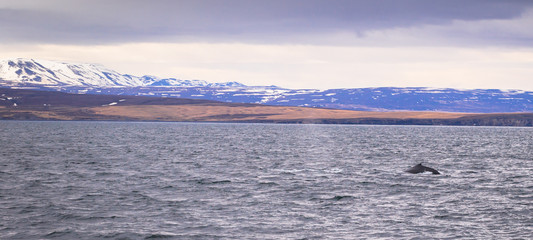 Husavik - May 07, 2018: Humpback whale in a whale-watching tour in Husavik, Iceland