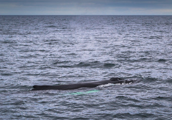 Fototapeta premium Husavik - May 07, 2018: Humpback whale in a whale-watching tour in Husavik, Iceland