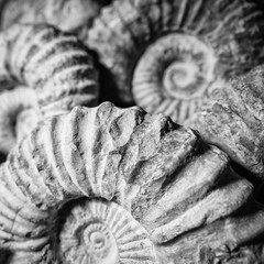 Detail of the fossil of an ammonite.