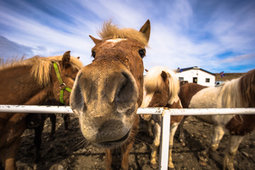 Galsi Horse rental - May 08, 2018: Icelandic horses in the farm of Galsi Horse rental, Iceland