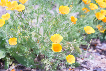 花々（春〜初夏）