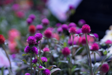 花々（春〜初夏）