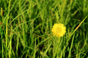 Bright yellow summer Dandelion against a green background