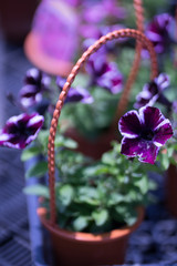 花々（春〜初夏）