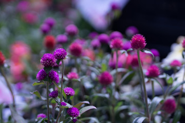 花々（春〜初夏）