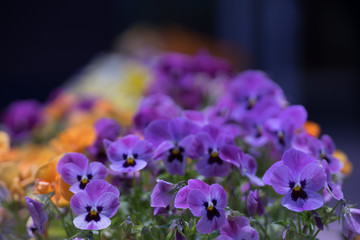 花々（春〜初夏）