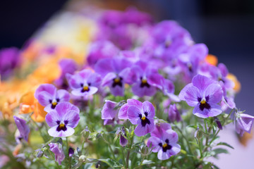 花々（春〜初夏）