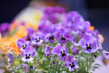 花々（春〜初夏）