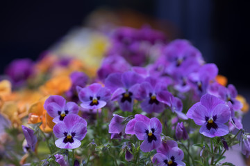 花々（春〜初夏）