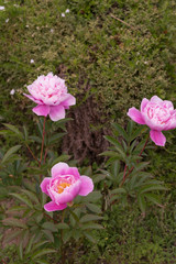 花々（春〜初夏）