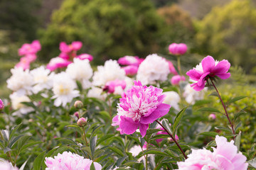 花々（春〜初夏）