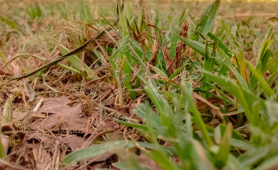 Grass close up