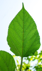texture of green leaf background