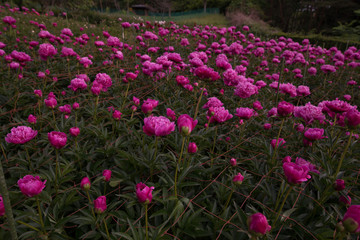 花々（春〜初夏）