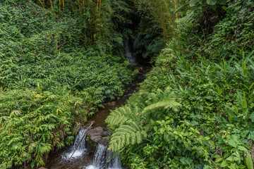 Fototapeta na wymiar Rainforest at the Akaka Falls state park on the Big Island of Hawaii