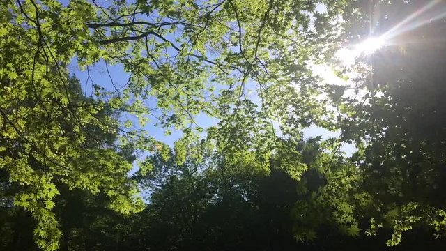 北海道の初夏の緑と風と太陽
