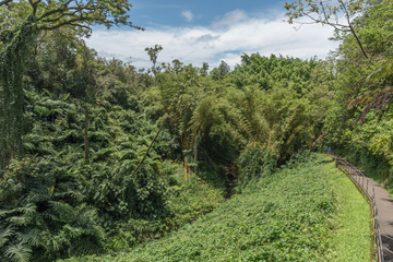 Fototapeta premium Rainforest at the Akaka Falls state park on the Big Island of Hawaii