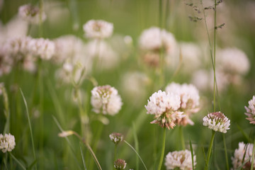 花々（春〜初夏）
