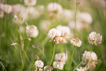 花々（春〜初夏）