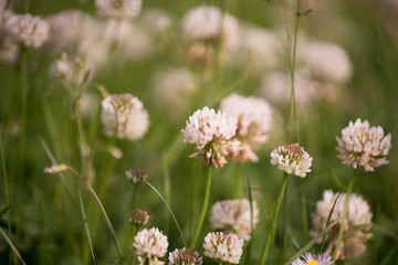 花々（春〜初夏）