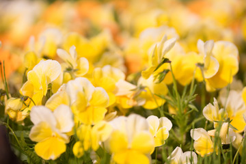 花々（春〜初夏）