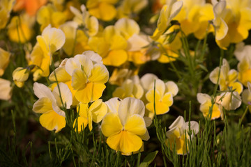 花々（春〜初夏）