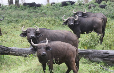 A group of bufallos looking 
