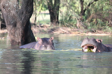 Fototapeta premium Hippopotamus eating hay in the water