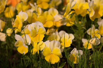 花々（春〜初夏）