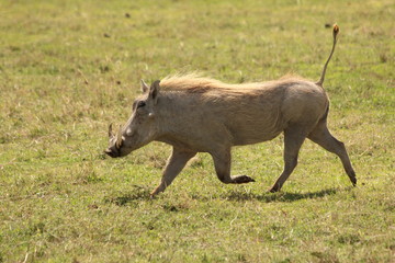 Wild boar running over the savannah