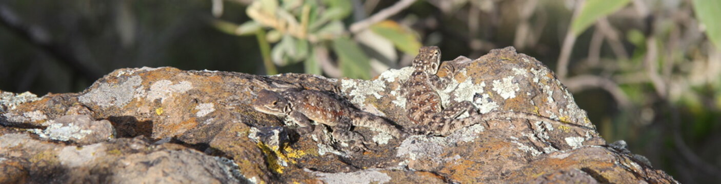 Lizards resting in the sun on a rock