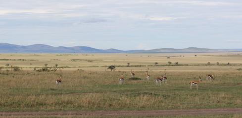 African savannah with deer