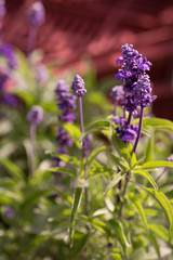 花々（春〜初夏）