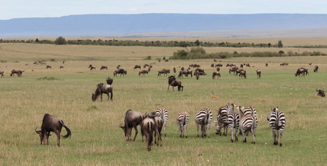 Fototapeta na wymiar Zebras and wildebeests on the savannah in Africa