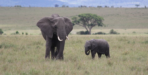 Elephant with young with tree in the background